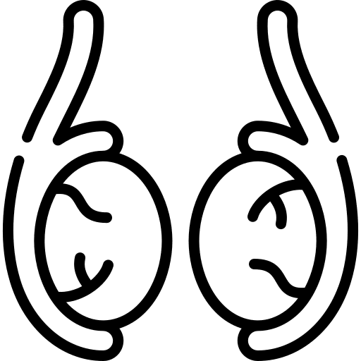 Testicular Germ Cell Tumors